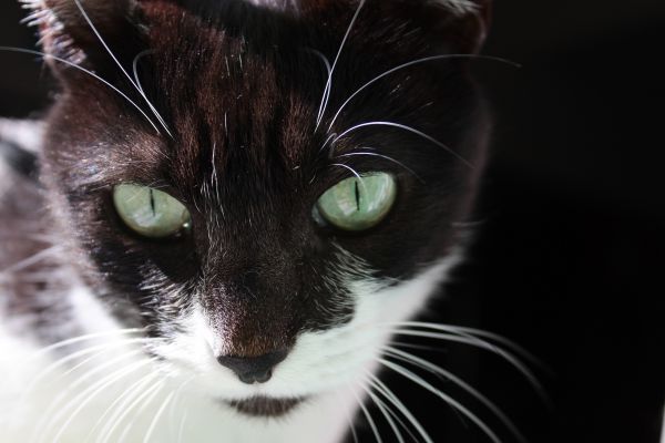 Ensaio Pet 3.0